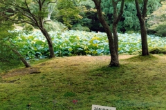 ogrod_japonski