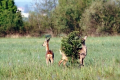 foto_natura1